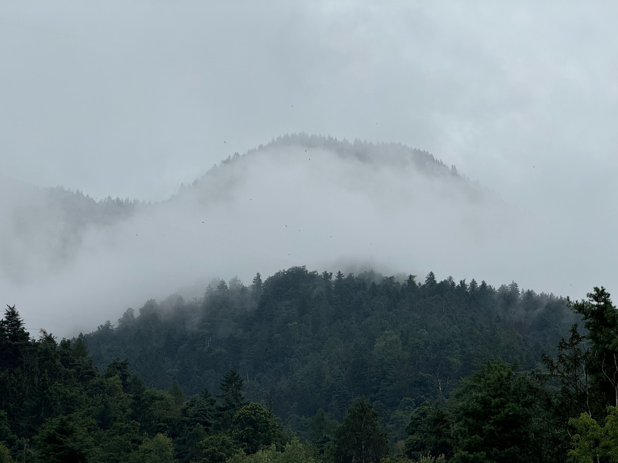 A misty forest on a mountain side